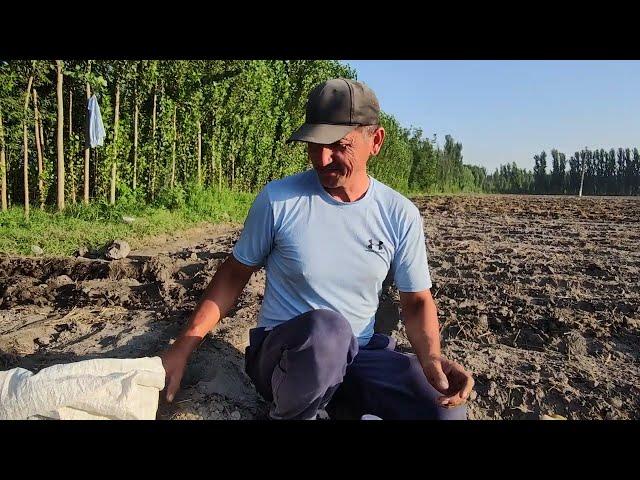 Sabzi ekish sirlari yangicha uslub sabzi urug‘i savdosi video davomida