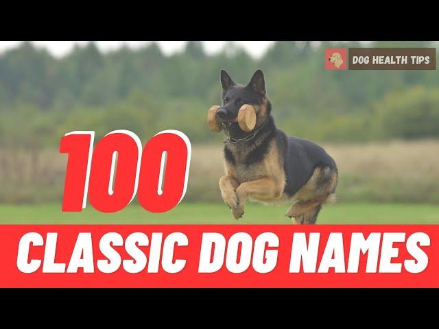 Top 100 Classic Dog Names 2021 ! Unusual Male And Female Dog Names ! Pet Names 2021