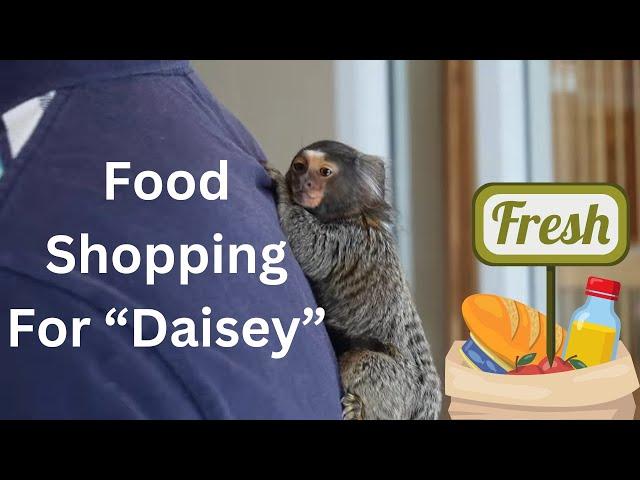 Food for Marmoset Monkey, Some Snacks for Daisey and Me #fingermonkey #marmoset #cutepets