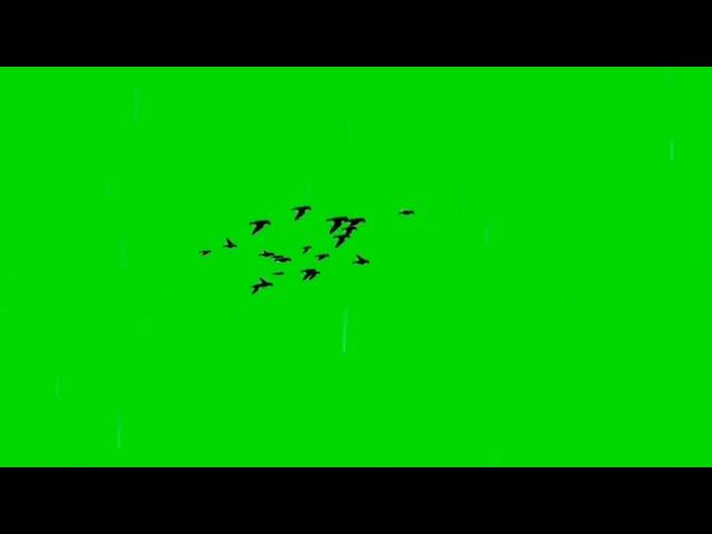 birds flying video bird png video