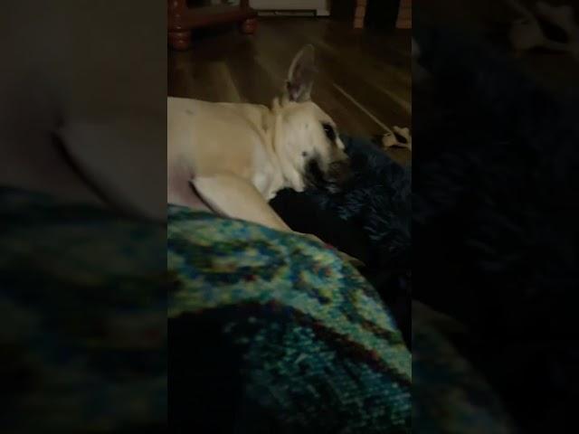 Go to sleep sweet Chewy