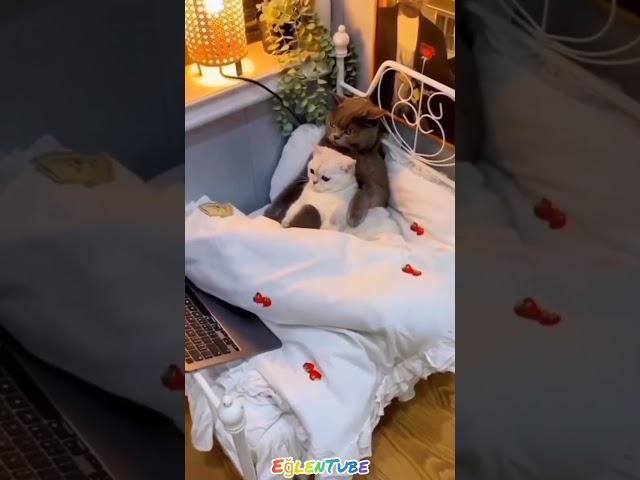 Romantik kediler ️ #sevimlikediler #sevimli #catlover #cutecat #cute #cat #animals