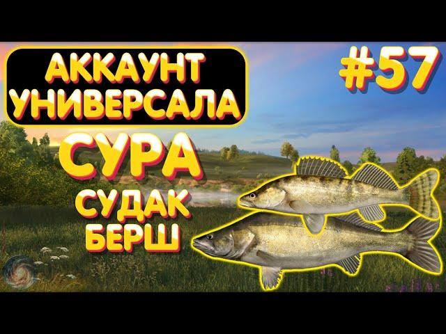 Аккаунт универсала #57 | Судак, Берш и в рот ему ноги Сом | р. Сура | Русская Рыбалка 4