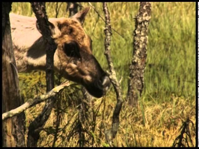 Лесной северный олень, Wild Forest Reindeer (RUS)