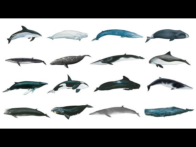 Types Of Whales | Whale Species In English | Popular Whale Species In English | Learn Whale Names