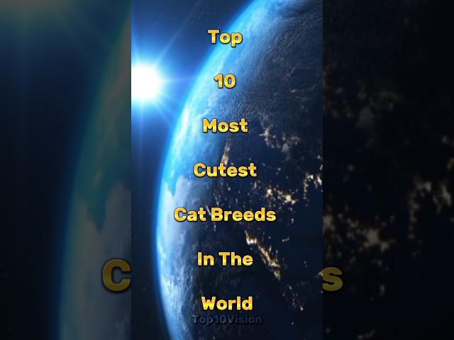 Top 10 Most Cutest Cat Breeds #top10facts #top10videos #top10vision #top10 #mostcutestcatbreeds