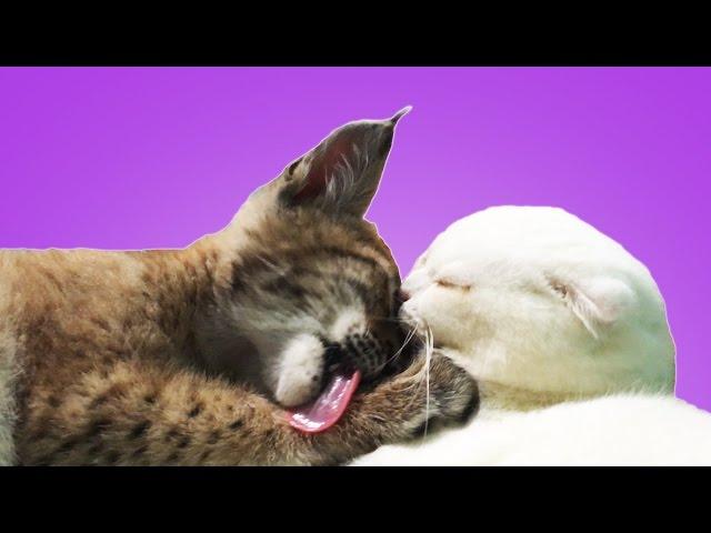 Siberian lynx plays and sleep with cat