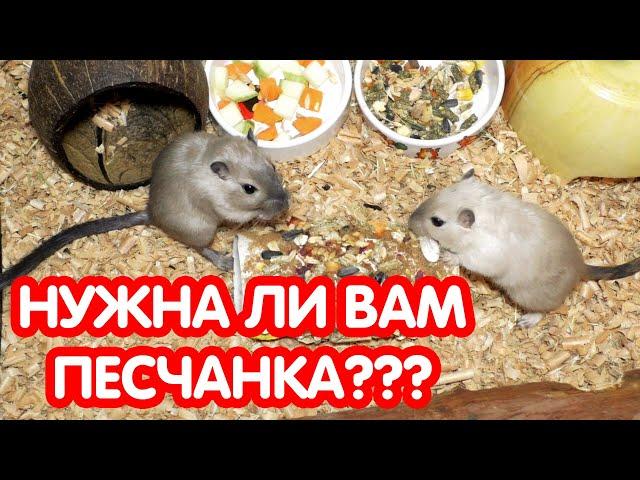 Монгольские песчанки. Что нужно знать перед покупкой песчанки?