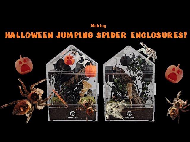 HALLOWEEN JUMPING SPIDER ENCLOSURES! (Making Halloween enclosures for 2 of my jumpers!)