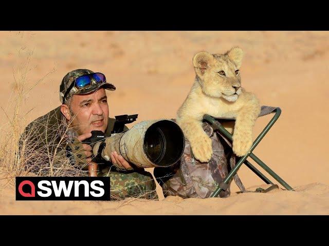 Watch the moment a cute lion cub assists a photojournalist with his photography | SWNS