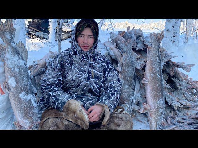 Огромные щуки ПРОМЫСЕЛ ХАНТЫ на севере 