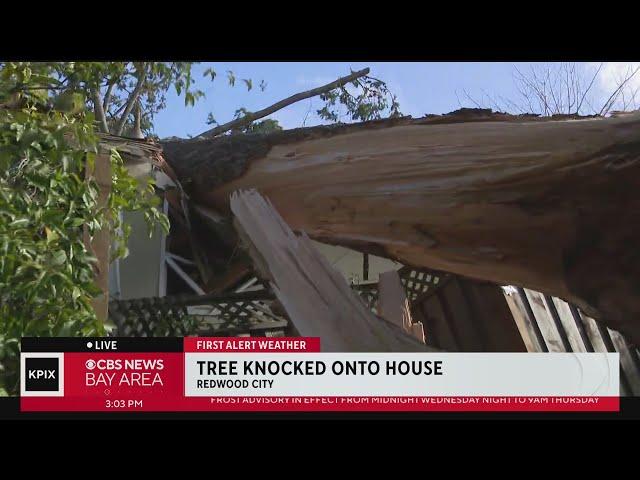 High winds topple tree into Redwood City home