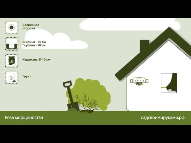 Роза морщинистая. Инструкция по посадке. СадСвоимиРуками