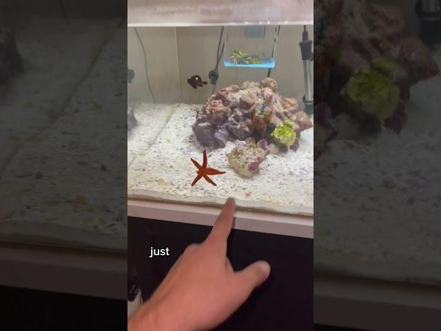 Facts about my fish Dom!!