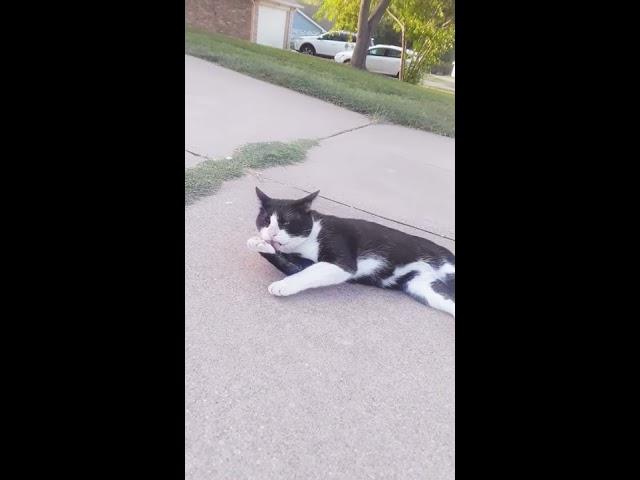 The neighborhood kitty 