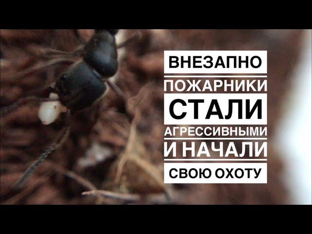 Пожарники стали агрессивными. Или охота муравьев вида Pachycondyla rufipes