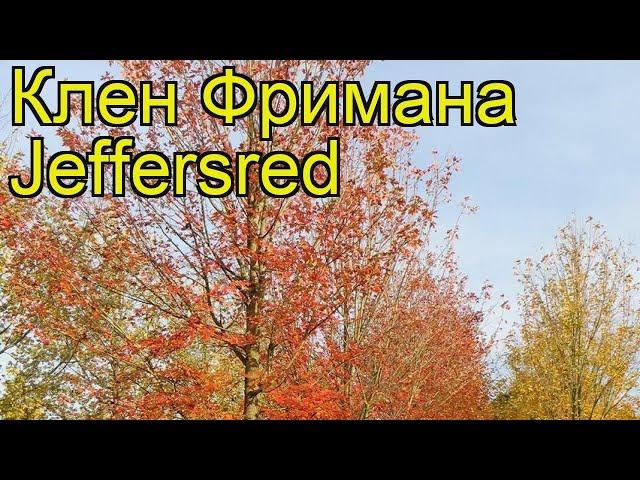 Клен фримана Джефферс Ред. Краткий обзор, описание характеристик acer x freemanii Jeffersred