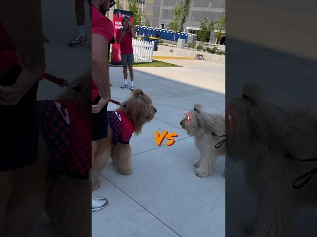 My dog faces off against his evil twin! #goldendoodle #fluffy #dragonball