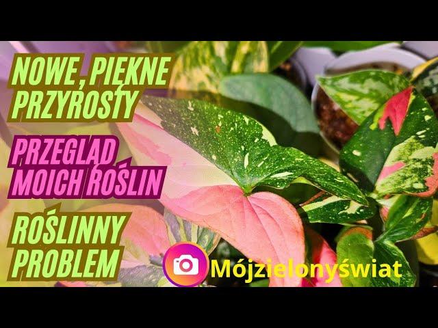  ROŚLINNY PRZEGLĄD  Aktualizacje przyrostów / MOJE ROŚLINY