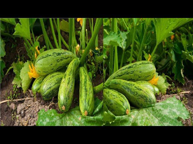 Growing early zucchini. Planting Top dressing Yield zucchini