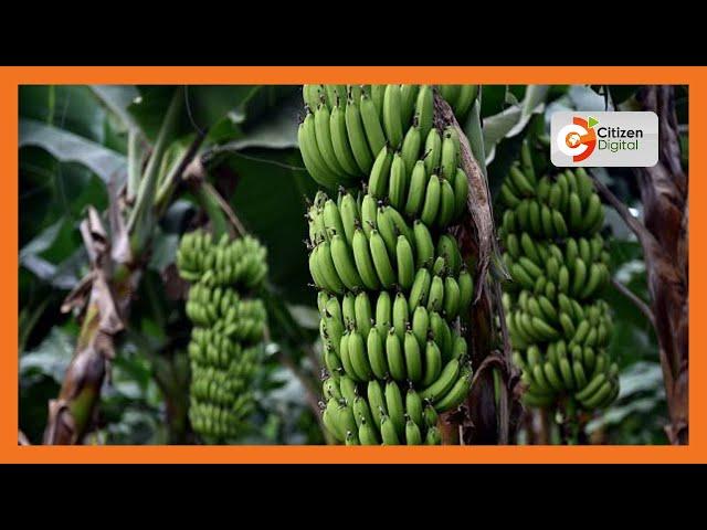 | KENYA'S GOLD | Banana Farming in Kenya: Soil Management Practices [Part 3]