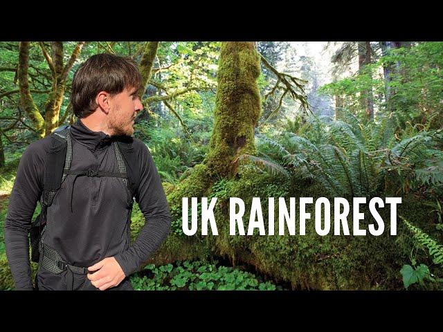 Exploring the UK's Disappearing Ancient Rainforest