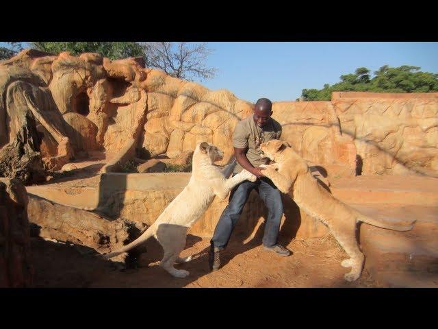 Living With Lions In Africa