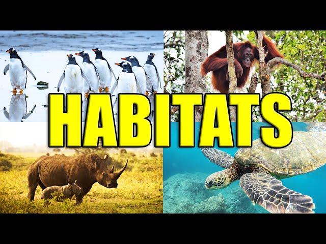 ANIMAL HABITATS | Learn about Grasslands, Forests, Tundra, Desert, Rainforest, Mountains, Oceans