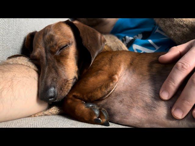 Mini dachshund loves to spoon