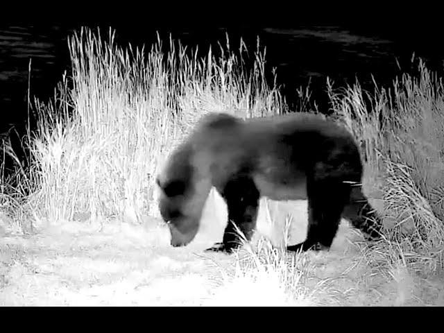 06 Oct 2024:  94 cub grazes late night under the bridge (explore.org)