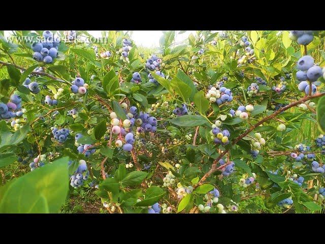 Голубика. Лучшие сорта голубики. Саженцы голубики.