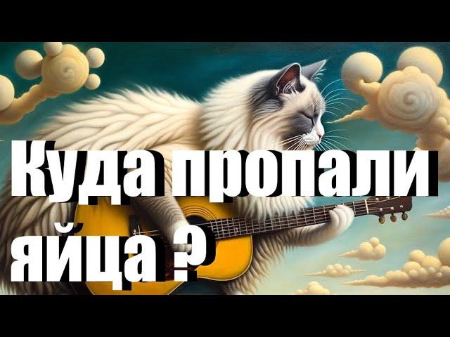 «Куда пропали яйца?» песня кота Мурзика  #коткот #мурзик #кот