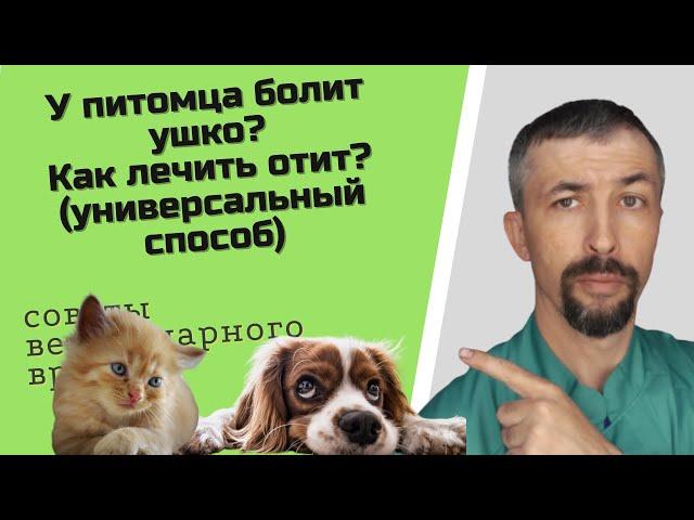 Отит у собаки или кошки