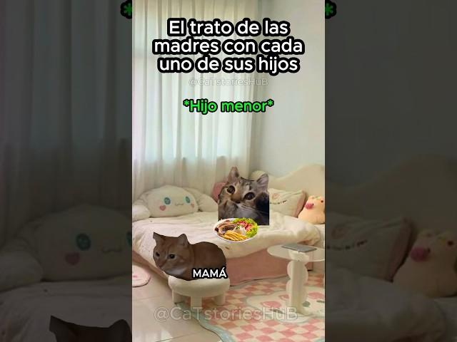 El trato de las madres con cada uno de sus hijos #memesdegatos #gatosgraciosos #gatitoslindos