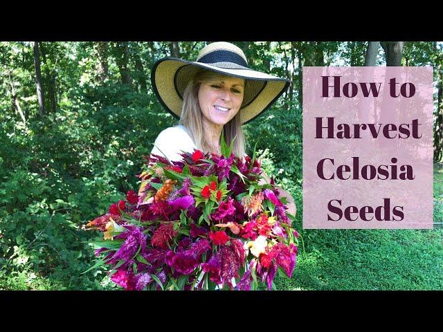 How to Harvest Celosia Seeds to Plant in Your  Garden For Next Year