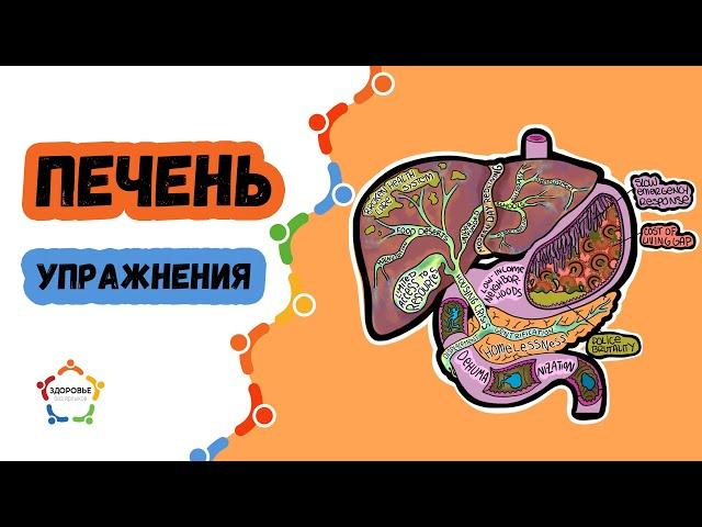 Упражнения для печени и желчного пузыря.