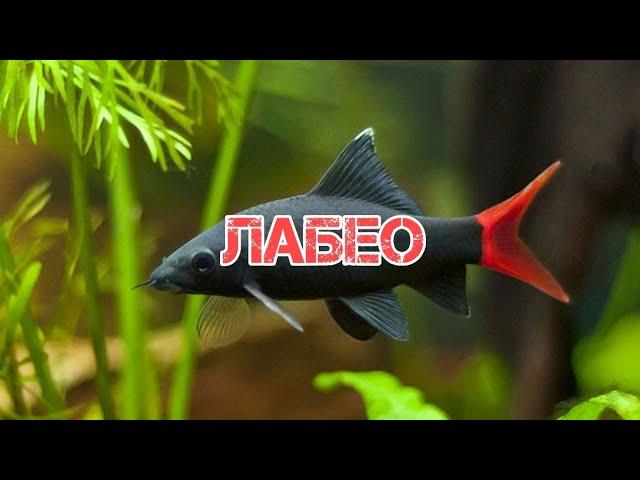 ЛАБЕО- ТЕРРИТОРИАЛЬНЫЙ ВОДОРОСЛЕЕД. СОДЕРЖАНИЕ В АКВАРИУМЕ