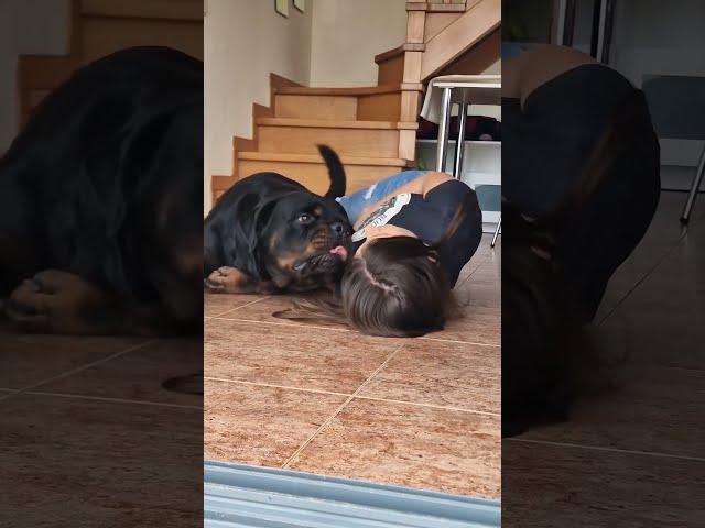 True Rottweiler Love  