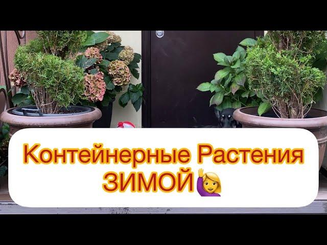 КОНТЕЙНЕРНЫЕ РАСТЕНИЯ ЗИМОЙ. Как сохранить??