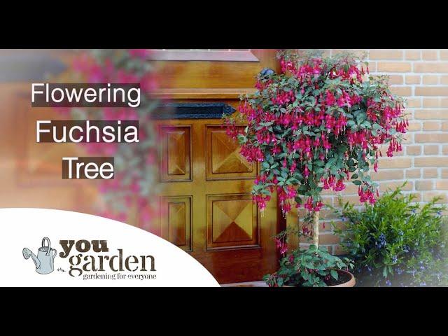 Fuchsia Trees with Peter McDermott