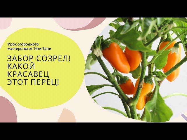 Забор созрел! Какой красавец!