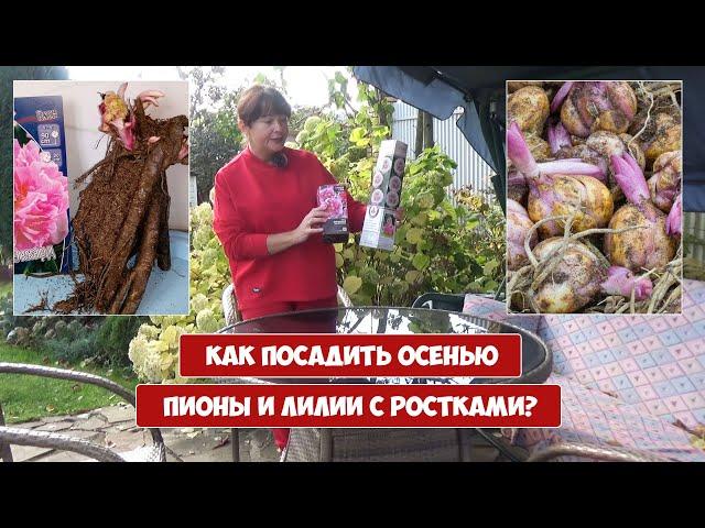 Как посадить осенью ПИОНЫ и ЛИЛИИ с ростками?