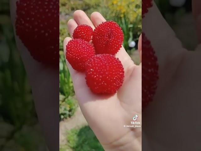 Малина размером с ладонь: шок-контент белорусского TikTok