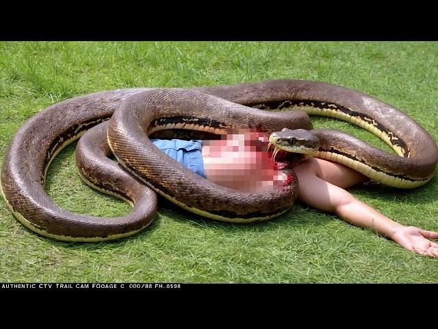 20 Deadliest Snake Encounters Caught On Camera