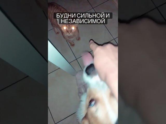 АРИНЯН ЗАВЕЛА СЕБЕ КОТА!