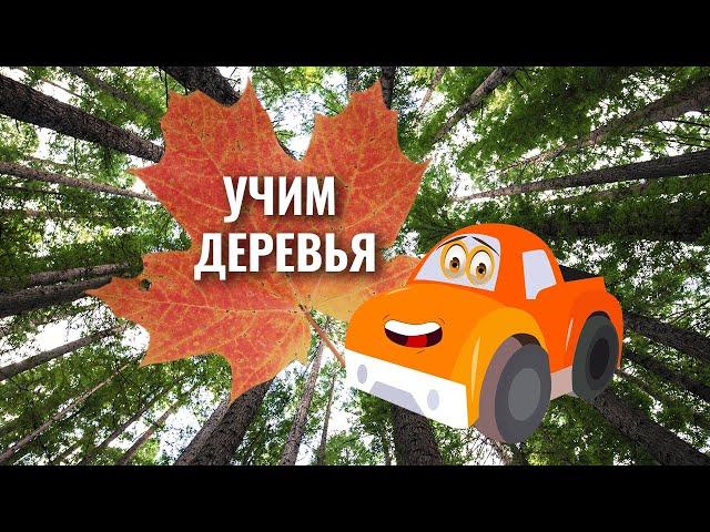 Деревья в картинках | Учим деревья с детьми | Умняха