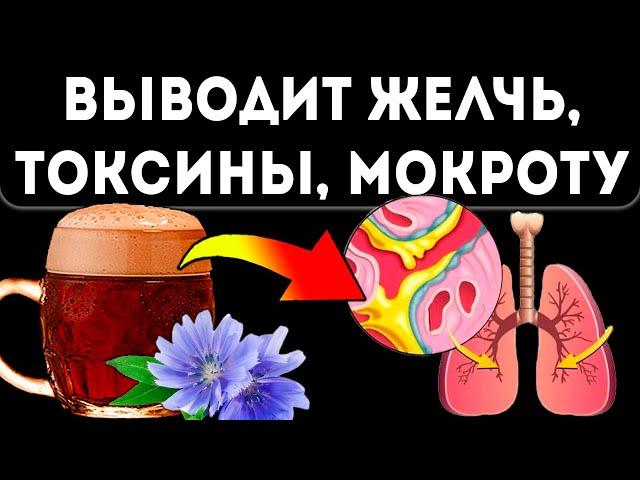 Вкус из детства, но действие… Квас из цикория чистит сосуды, кишечник, легкие и даже…