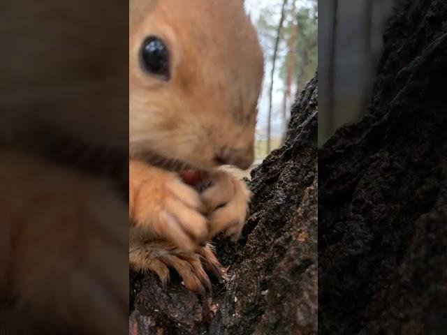 Метеозависимый бельчонок с капелькой  A weather-sensitive squirrel with a runny nose