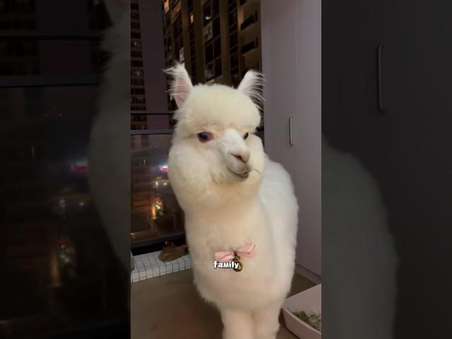 Alpaca #cute #animals