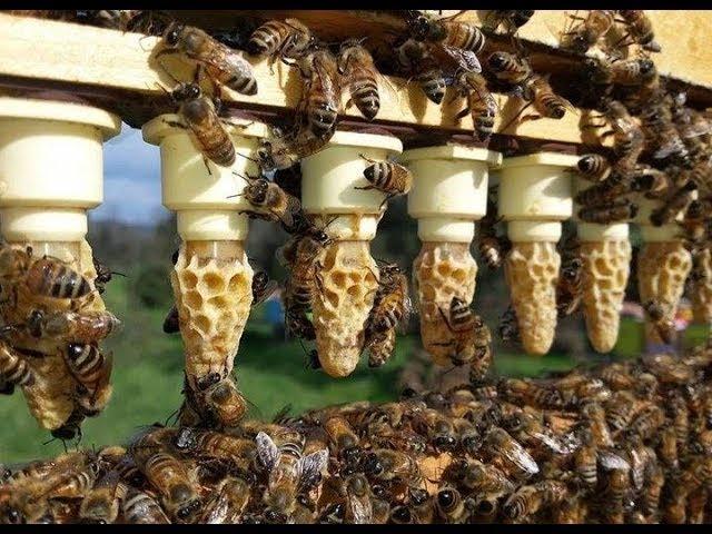 Grafting And Raising Queen Honeybees